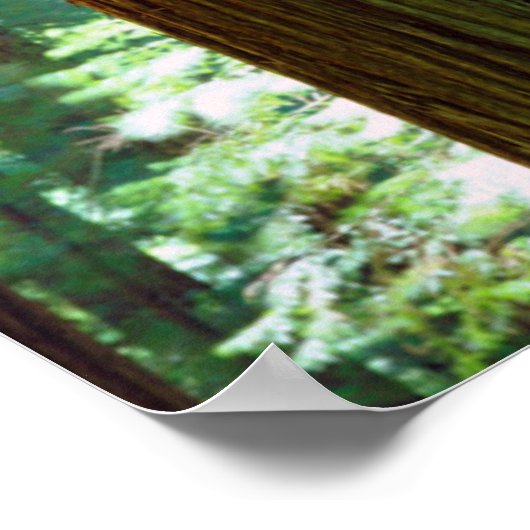 Oude roodroodbomen poster (Hoek)