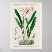 Oude Roze Cattleya Orchidee Botanische Poster (Voorkant)