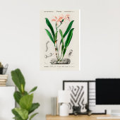 Oude Roze Cattleya Orchidee Botanische Poster (Thuiskantoor)