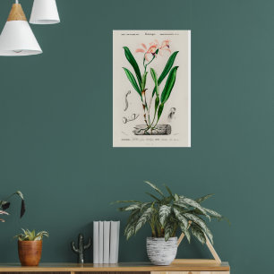 Oude Roze Cattleya Orchidee Botanische Poster