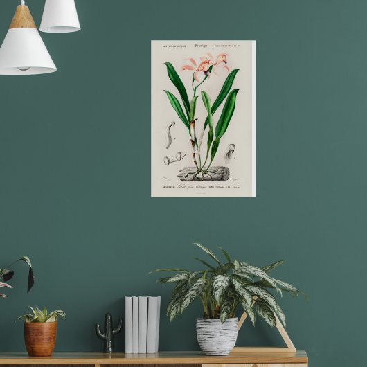 Oude Roze Cattleya Orchidee Botanische Poster (Woonkamer 1)