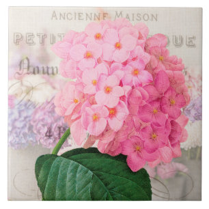 Oude Roze Hydrangea Keramische Tegel Redoute Tegeltje