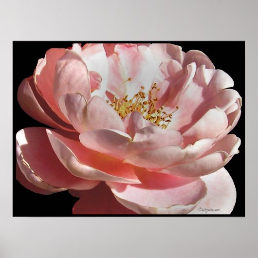 Oude roze roze roze roze Poster afdrukken (Voorkant)