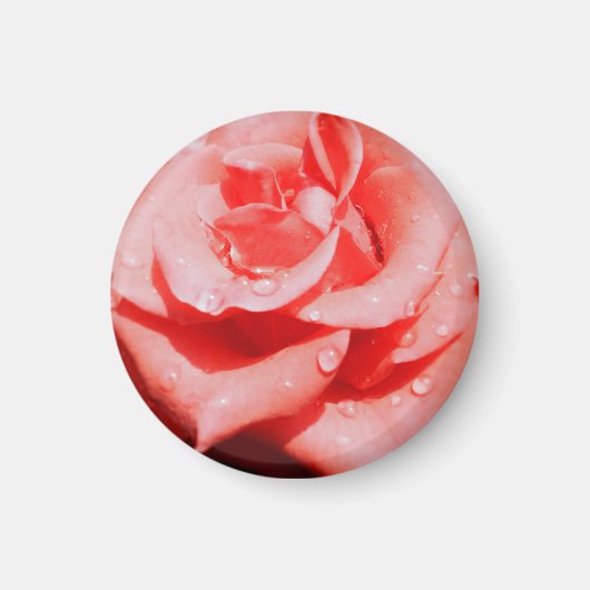 Oude Rozen Magneet (Voorkant)