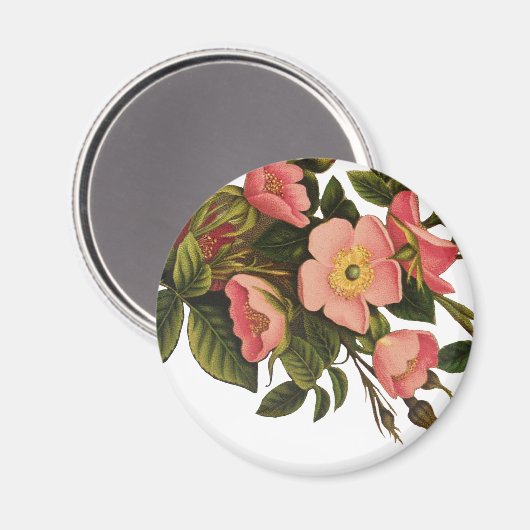 Oude Rozen Mooie Roze Botanisch Magneet (Voorkant / Achterkant)