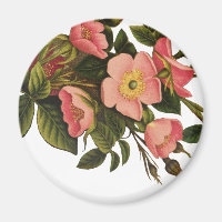 Oude Rozen Mooie Roze Botanisch