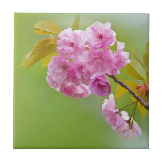 Oude Rozen Tile Tegeltje (Voorkant)