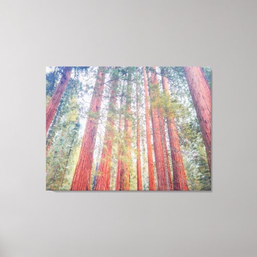 Oude Sequoia's Canvas Afdruk (Voorkant)