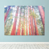 Oude sequoia's canvas afdruk (Insitu (Houten vloer))