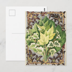 Oude Shirley Hibberd Klimopbladeren Botanische Kun Briefkaart