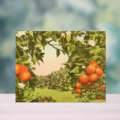 Oude Sinaasappelboomgaard Acryl Bord (Neutraal)