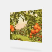 Oude Sinaasappelboomgaard Acryl Bord (Hoek)