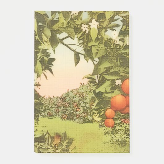 Oude Sinaasappelboomgaard Post-it® Notes (Voorkant)