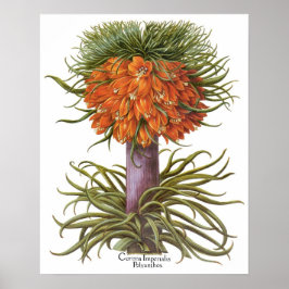 Oude sinaasappels Fritillaria bloemen Basilius Bes Poster