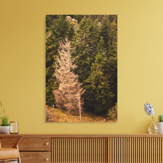Oude spar die trots staat canvas afdruk (Insitu (Woonkamer))