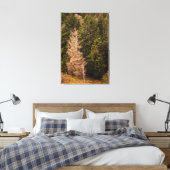 Oude spar die trots staat canvas afdruk (Insitu (Slaapkamer))