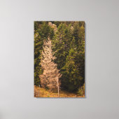 Oude spar die trots staat canvas afdruk (Voorkant)