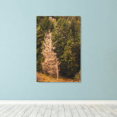 Oude spar die trots staat canvas afdruk (Insitu (Houten vloer))