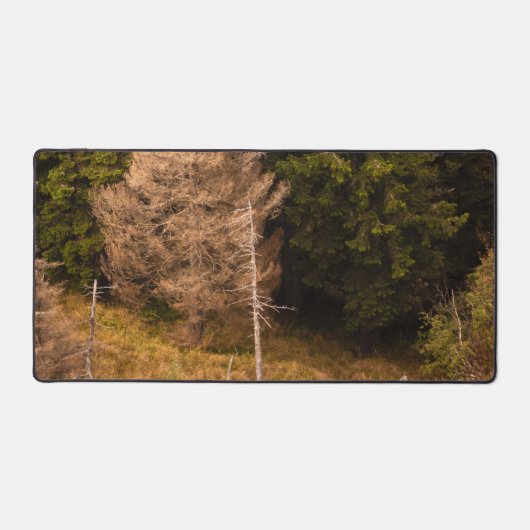 Oude sprusboom die trots is bureaumat (Voorkant)