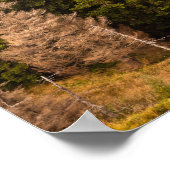 Oude sprusboom die trots is poster (Hoek)