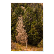 Oude sprusboom die trots is