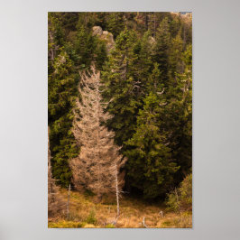 Oude sprusboom die trots is poster