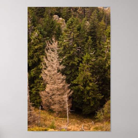 Oude sprusboom die trots is poster (Voorkant)