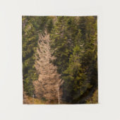 Oude sprusboom die trots is wandkleed (Voorkant)