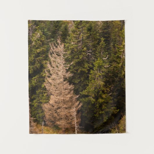 Oude sprusboom die trots is wandkleed (Voorkant)