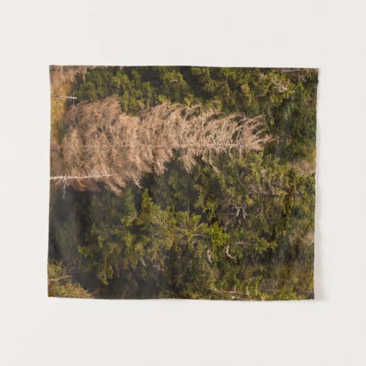 Oude sprusboom die trots is wandkleed (Voorkant (horizontaal))