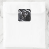 Oude stickers van Chimpansee (Tas)
