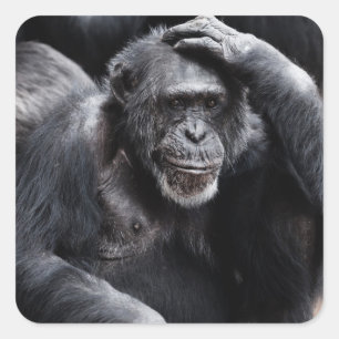 Oude stickers van Chimpansee