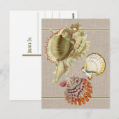 Oude strand schelpen ansichtkaart briefkaart (Voorkant / Achterkant)