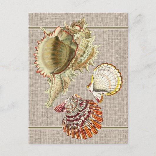 Oude strand schelpen ansichtkaart briefkaart (Voorkant)