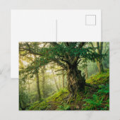 Oude taxus met rode bosbessen briefkaart (Voorkant / Achterkant)