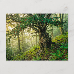 Oude taxus met rode bosbessen briefkaart