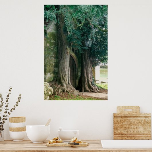 Oude taxusbomen poster (Keuken)