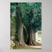 Oude taxusbomen poster (Voorkant)