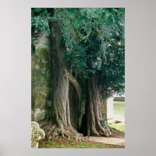 Oude taxusbomen poster (Voorkant)