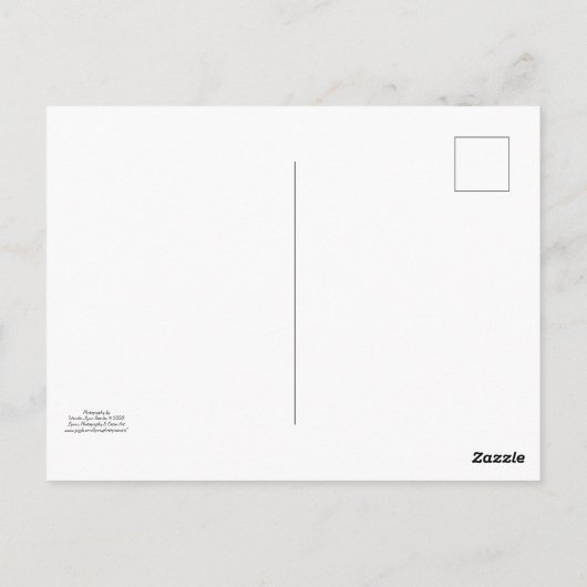 Oude trekker - Briefkaart (Achterkant)