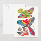 Oude Tropische Vogels Briefkaart (Voorkant / Achterkant)