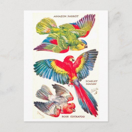 Oude Tropische Vogels Briefkaart (Voorkant)