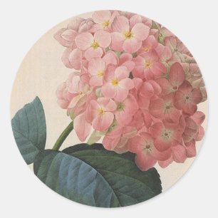 Oude Tuinbloemen, Roze Hortensia Ronde Sticker