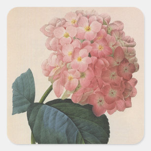 Oude Tuinbloemen, Roze Hortensia Vierkante Sticker