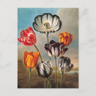 Oude tulpenbloemen met verschillende kleuren in ee briefkaart