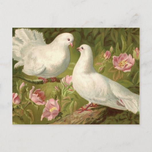 Oude twee Paasduiven en Roze Rozen Briefkaart (Voorkant)