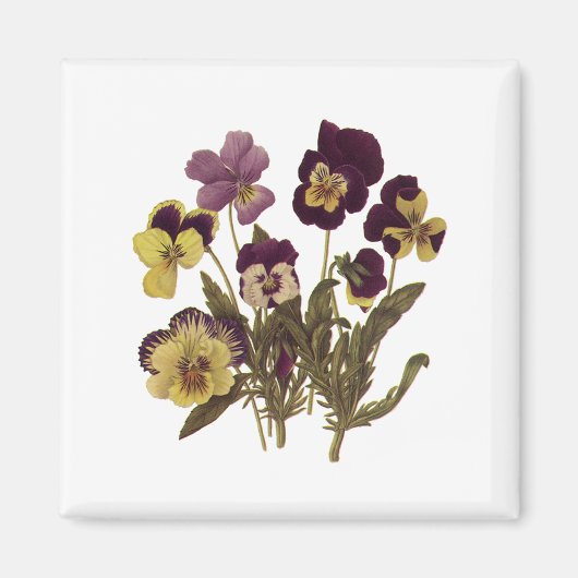 Oude violen in bloei, bloementuin bloemen magneet (Voorkant)