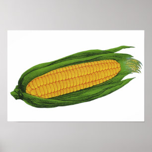 Oude voedingsgroenten; Gele maïs aan de kolf Poster