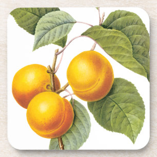 Oude Voedsel Fruit, Abrikoos Perzik door Redoute Bier Onderzetter