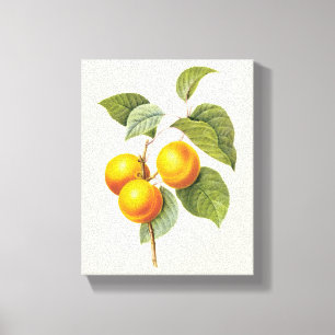 Oude Voedsel Fruit, Abrikoos Perzik door Redoute Canvas Afdruk